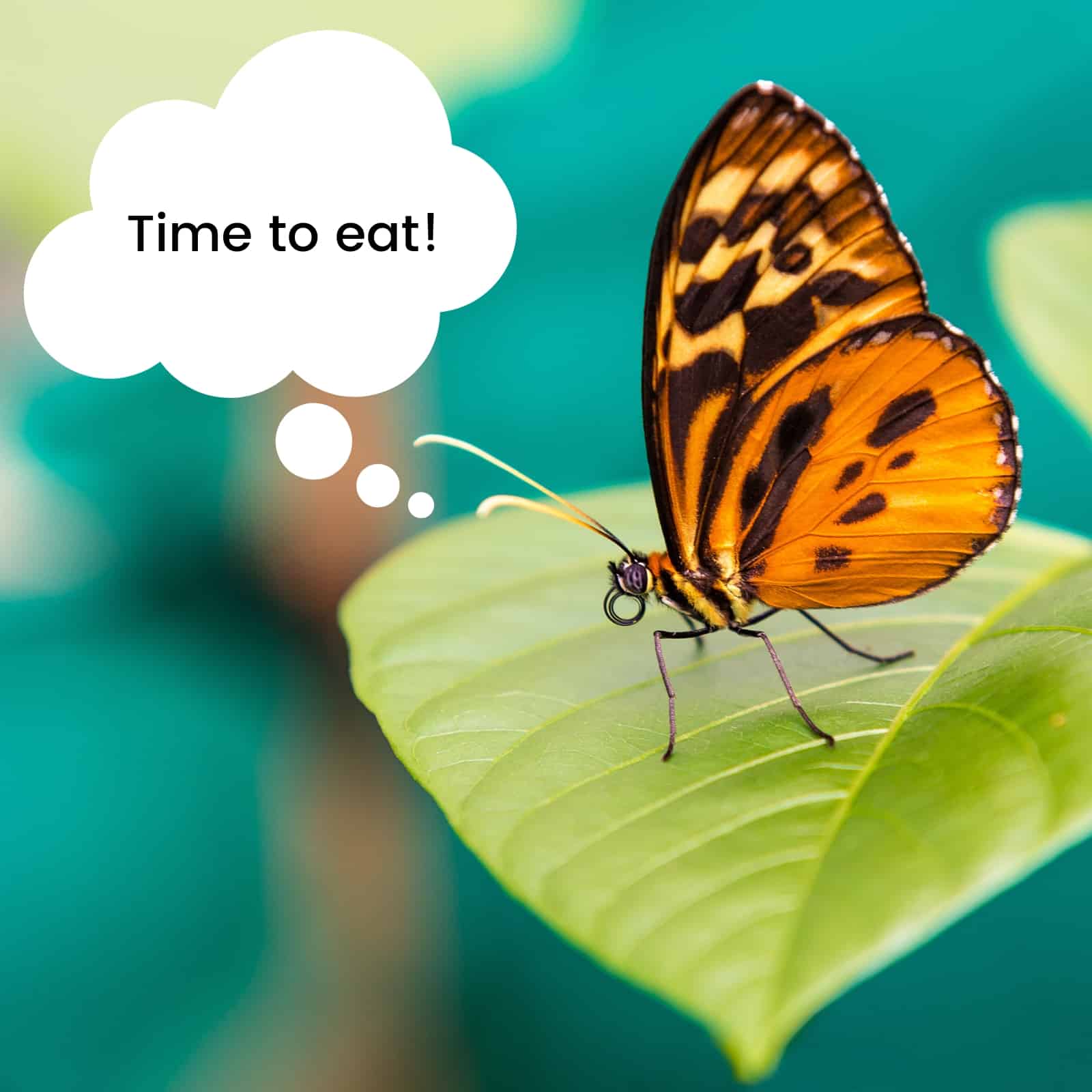 What do butterflies eat? Orange Butterfly On Leaf