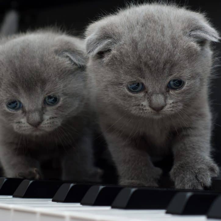Piano kittens
