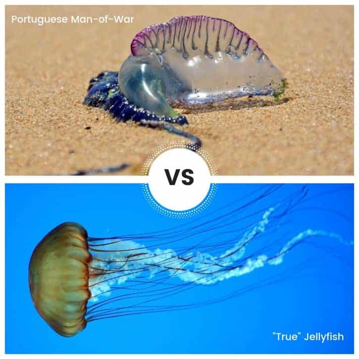Insert-Portuguese Man-of-War VS “True” Jellyfish