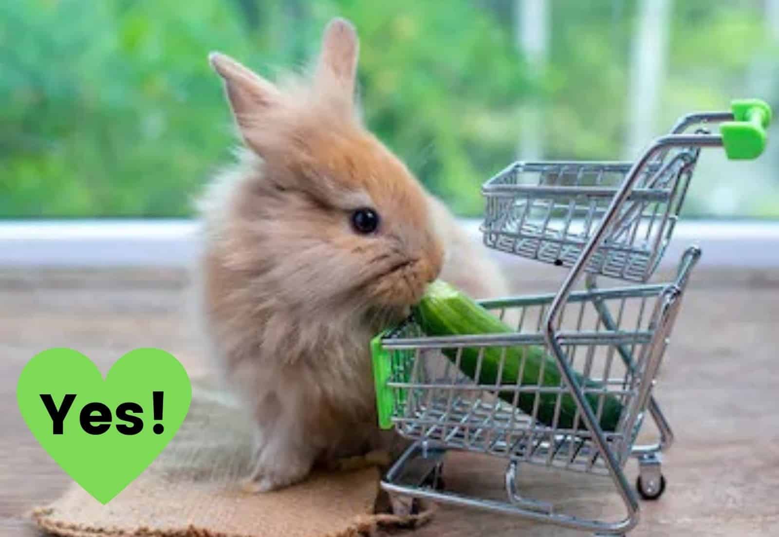 Rabbit With Cucumber In Cart 1