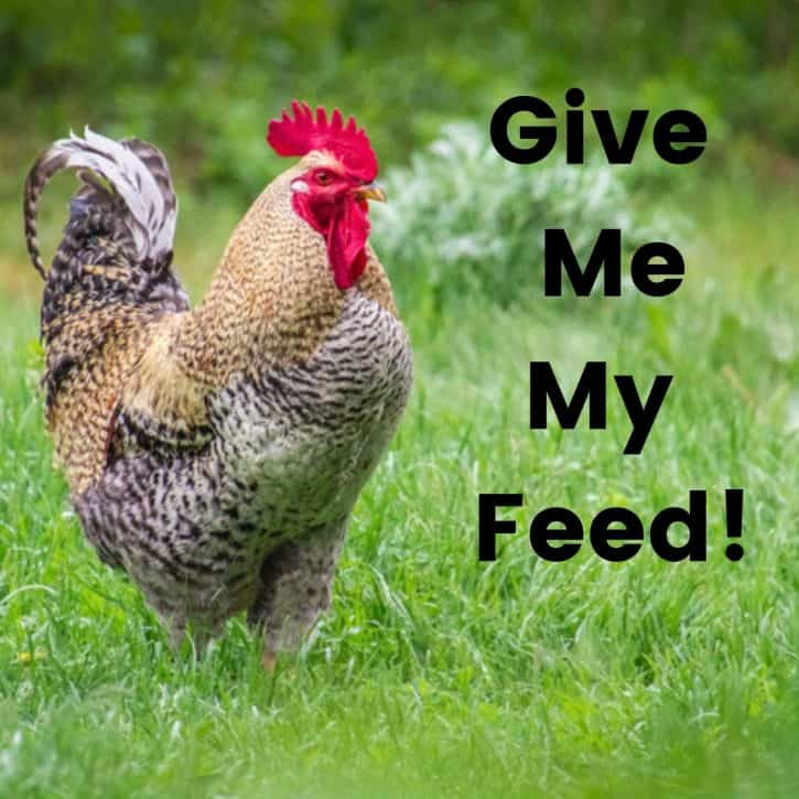 Give me my feed!
