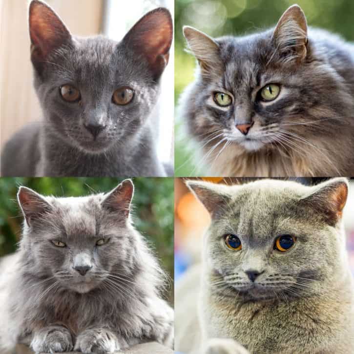Shades of grey cats