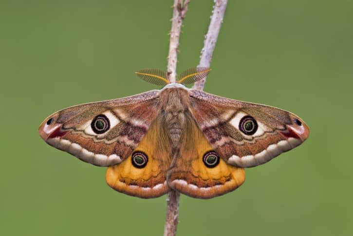 Moth with thick and feathery antennae