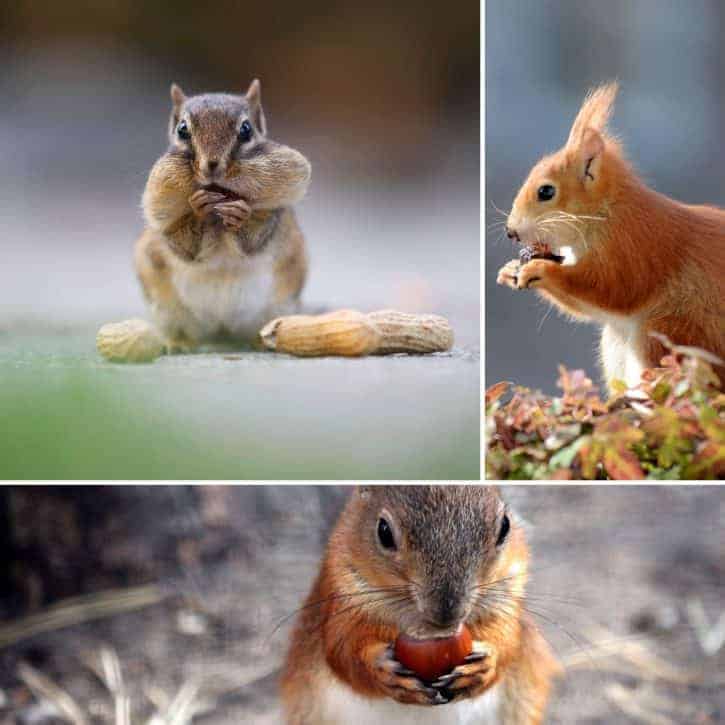 Squirrels Eating Food