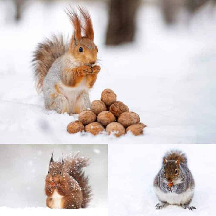 Squirrels With Nuts In Snow