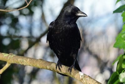What do crows eat?