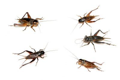 What do crickets eat?