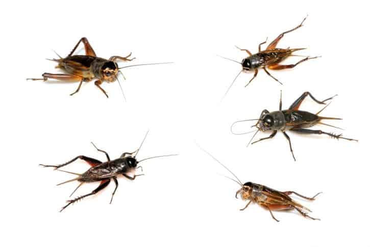 what-do-crickets-eat-animal-info-world