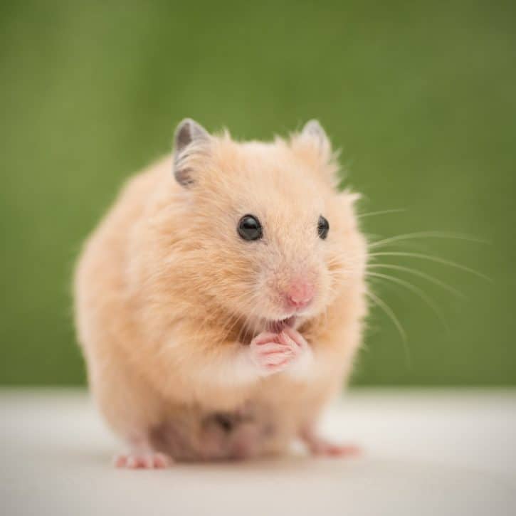 What do hamsters eat?