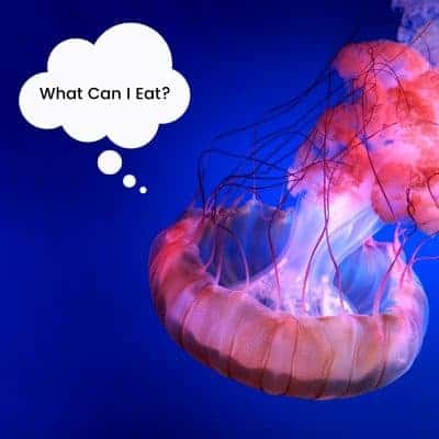 What do jellyfish eat?