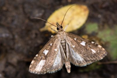 What Do Moths Eat? - Animal Info World