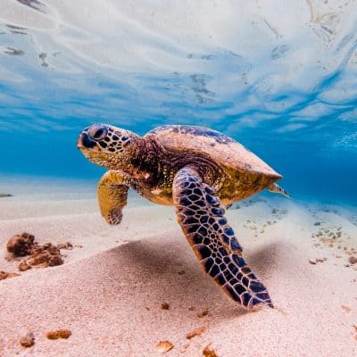 What Do Sea Turtles Eat? Featured Photo