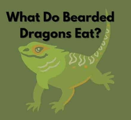 What Do Bearded Dragons Eat