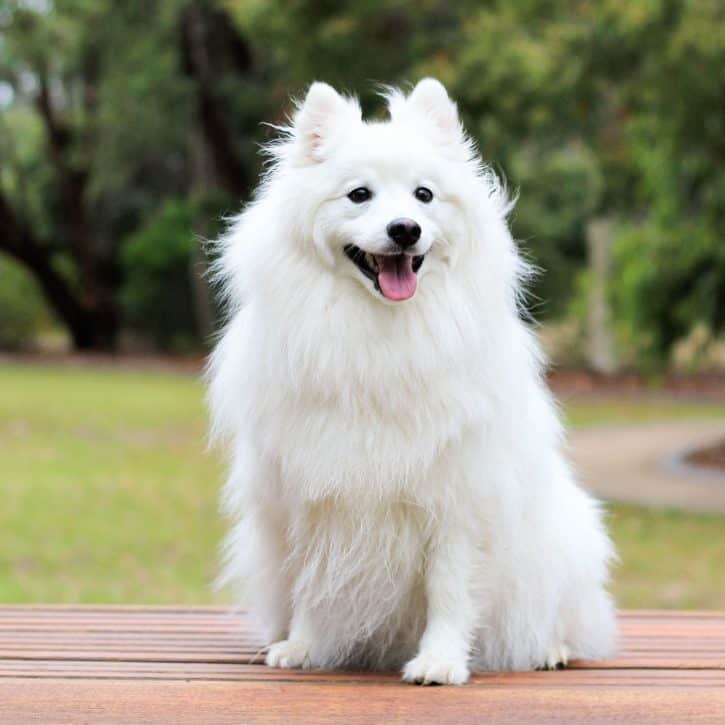 White spitz