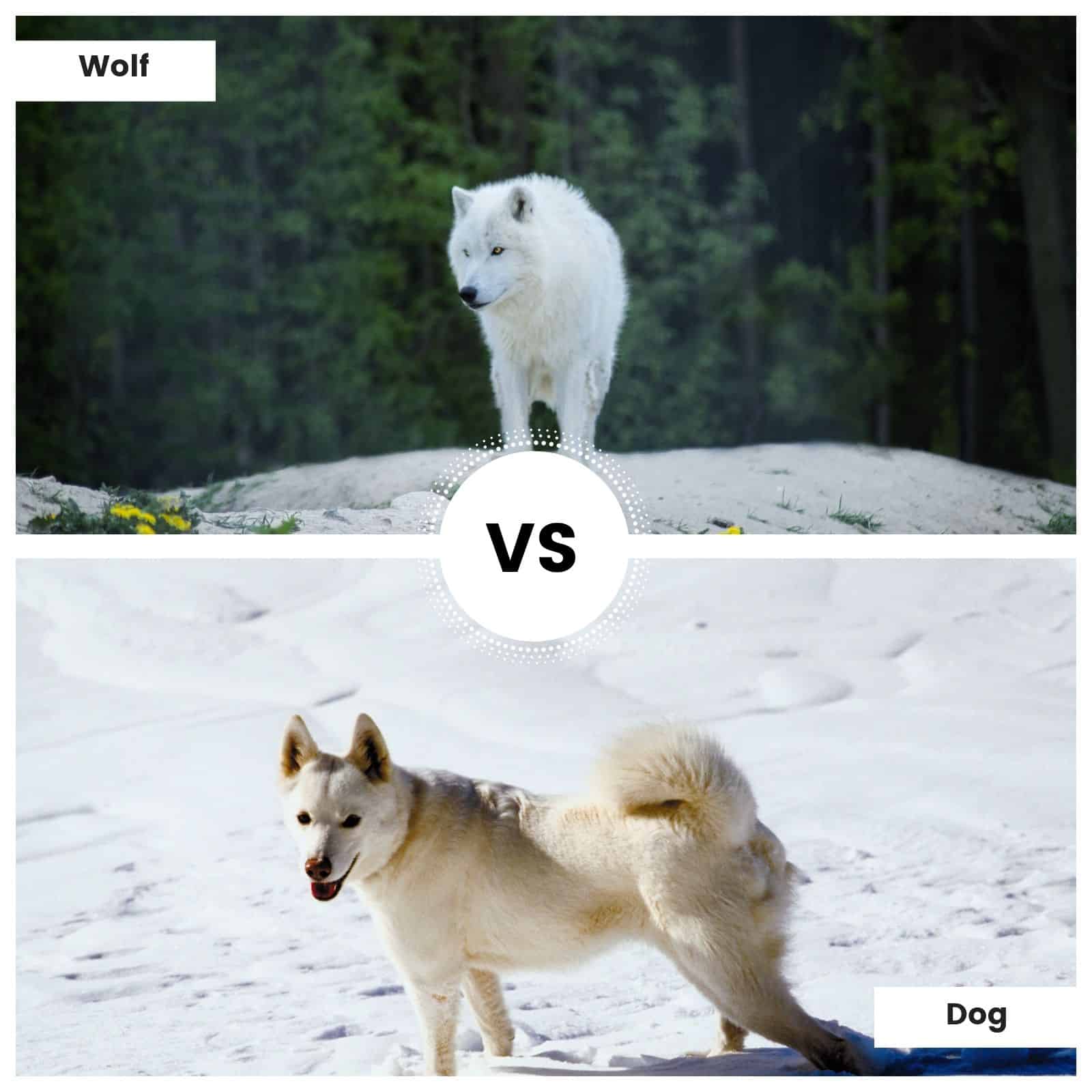 Wolf Vs Dog