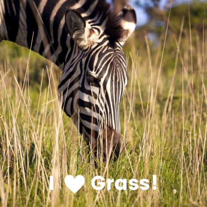 I love grass!
