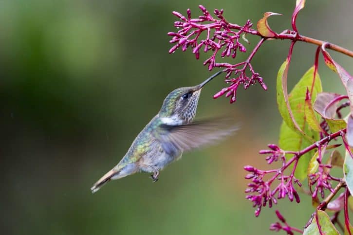 blue humming bird with pink flowers
