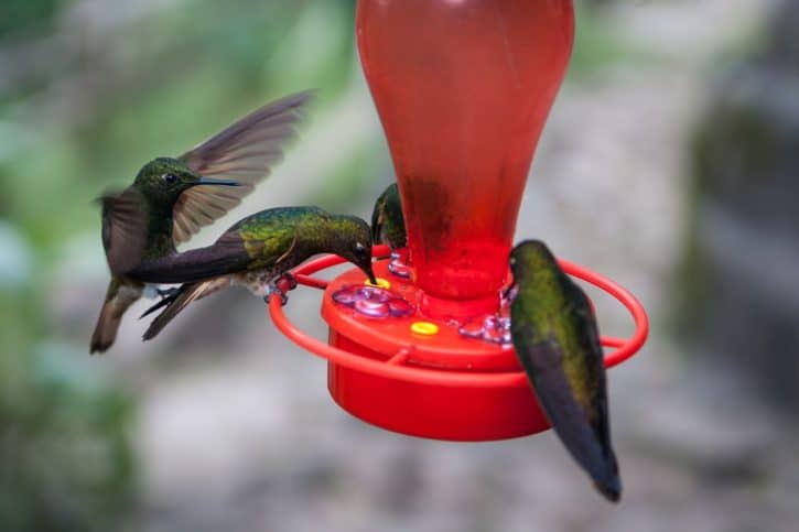 four green hummingbirds on red birdfeeder