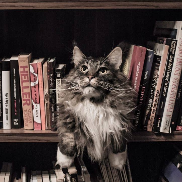 grey and white long coated cat in middle of book shelf