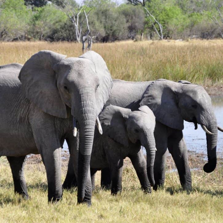 Gray cat names inspired by other animals like these elephants.