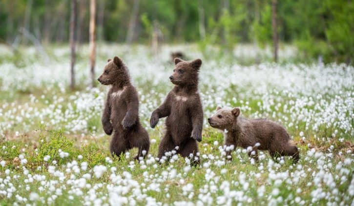 What do bear cubs eat?