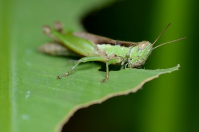 What do grasshoppers eat?