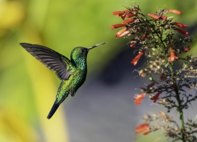 What Do Hummingbirds Eat? Featured Photo