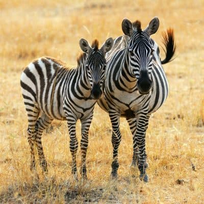 What do zebras eat?